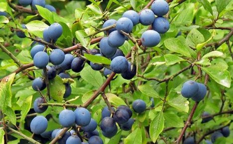 Useful properties of blackthorn and contraindications to its use