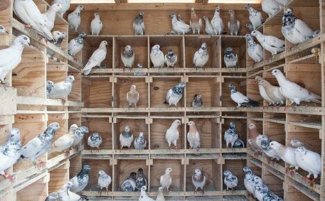 Cómo criar palomas en casa.