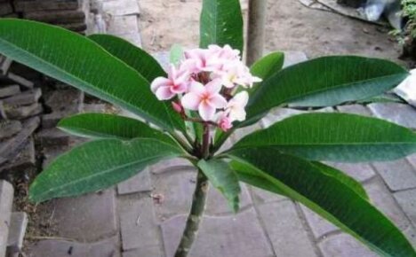 Plumeria from seeds at home - we grow a tropicana without much hassle