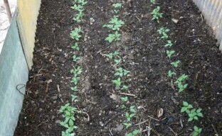 Pôda pre ženšen - pripravujeme záhony na pestovanie rastliny v záhrade s prihliadnutím na jej požiadavky