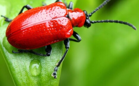 Warum sind rote Käfer auf Lilien gefährlich und wie kann man sie loswerden?