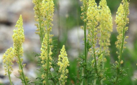 Reguli pentru creșterea mignonette parfumate din semințe pentru un pat de flori exclusiv