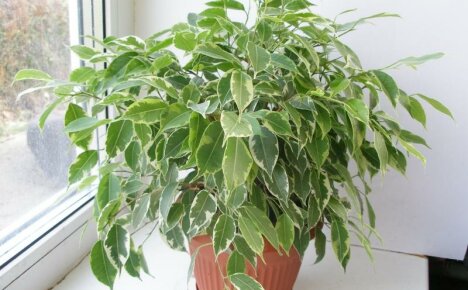 Ficus Kinki compact et très décoratif - soins à domicile pour un animal panaché