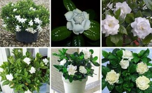 Caring for your gardenia won't lead to disappointment