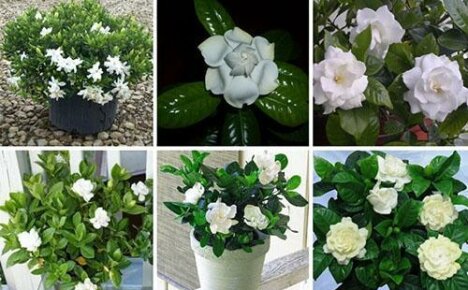 Caring for your gardenia won't lead to disappointment