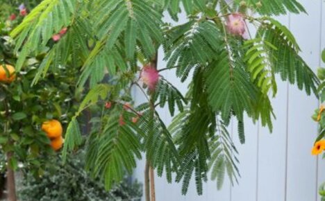 Co kocha albitsia pokoju - tropikalna akacja jedwabna