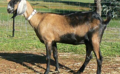 Only an experienced breeder can handle them - Nubian goats, a description of the breed with a canine appearance and character