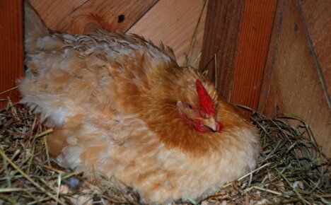 Как да поставите пиле на яйца - съвети от опитни птицевъди