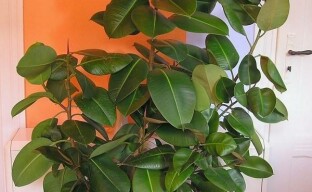 We grow a powerful handsome rubbery ficus in the apartment