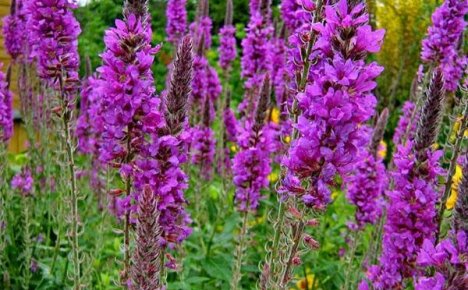 Growing loosestrife from seeds: planting, care and floristry of flower beds