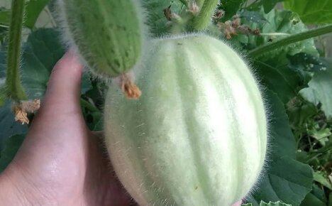 Att odla gurkor i en sommarstuga är en intressant uppgift för nybörjare