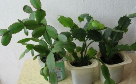 Hvordan forplante zygocactus - velg den enkleste og mest effektive måten