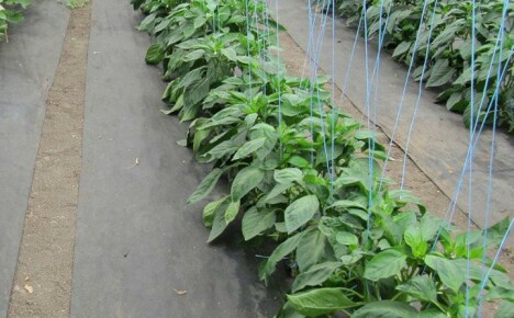 Výhoda použití agrofibru při pěstování zeleniny v chatkách