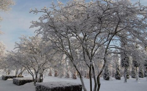 Irga kanadensisk - buskens frostmotstånd kommer att glädja trädgårdsmästare i mittfältet och Sibirien