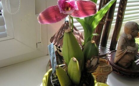 A lycast orchidea nagy, illatos virágokkal örvendeztet meg