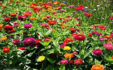 Изборът на ефектни видове и сортове циния - аристократично цвете за вашата градина