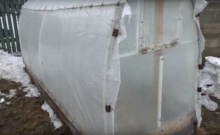 Pěstování okurek v chladném podnebí ve sklenících
