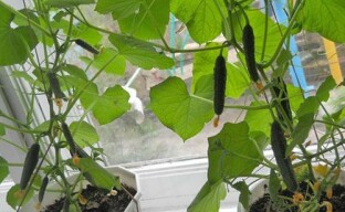 Cultivando pepinos en el alféizar de la ventana.