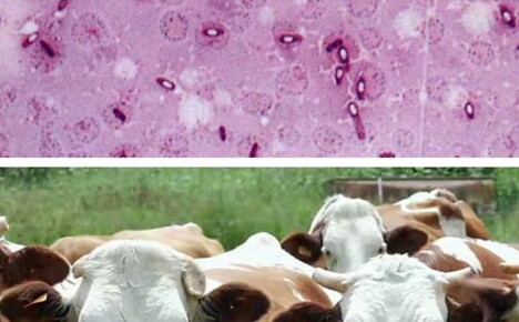 Пастерелоза на говеда - колко опасна е инфекциозна болест, как да се предпазим от чума по кравите и телетата
