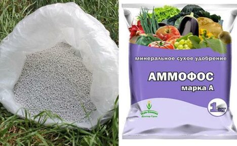 Fertilizer Ammophos for use at their summer cottage