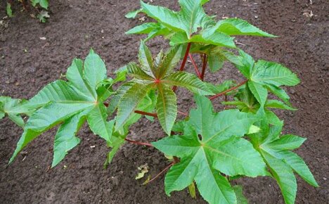 Elegant ricinoljeväxt - reglerna för plantering och vård i blomsterbäddarna