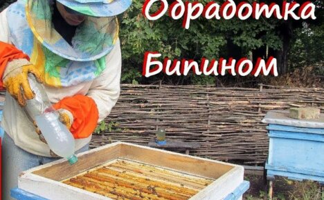 Behandling af bier med Bipin om efteråret - dosering og tidspunkt for proceduren