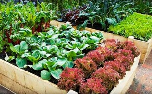 Tall warm beds for a smart garden