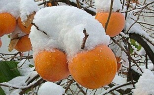 American persimmon - an exotic exhibit in the northern latitudes