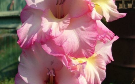 Gladiolus Priscilla - charme délicat dans les grandes inflorescences