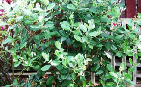 Fascinerende udendørs feijoa-dyrkning