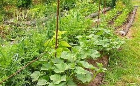 Зеленчукова градина според Курдюмов - производителност и красота