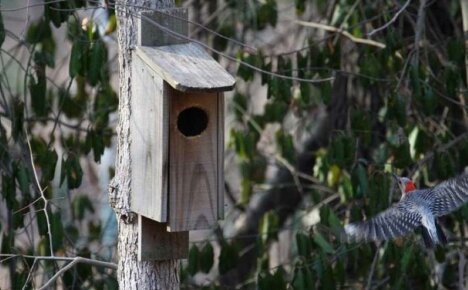 Chi vive nelle casette per gli uccelli - residenti permanenti e temporanei di casette per uccelli