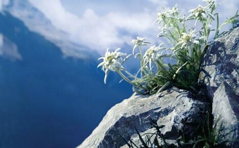 Edelweiss - mountain flower of love at their summer cottage