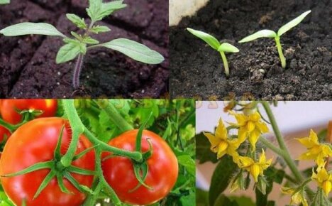 Vegetation av växter - vad är det och hur det skiljer sig från växtsäsongen