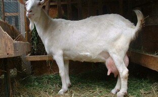 Una de las etapas importantes de la cría de cabras es elegir una cabra lechera.