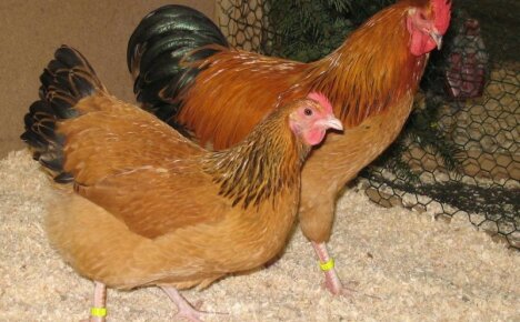 One of the best universal crosses - breeding Foxy Chick chickens at home