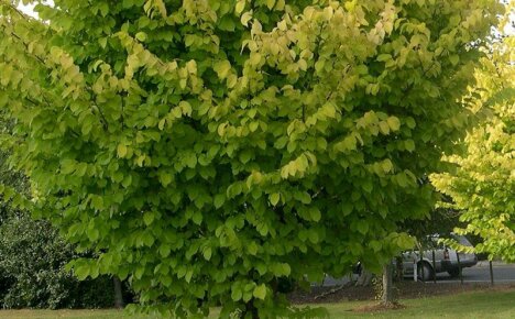 Is it possible to plant and grow a sprawling handsome elm tree on a personal plot
