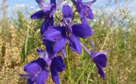 The medicinal properties of the herb larkspur and the use in traditional medicine