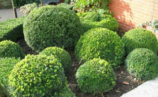 We do a boxwood haircut to create a beautiful composition