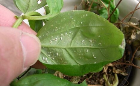 Пажња, опасност - бела мува на затвореним биљкама, како се носити са жилавим штеточином