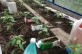Как да поливаме чушки в оранжерия, така че да растат добре и да дават плодове