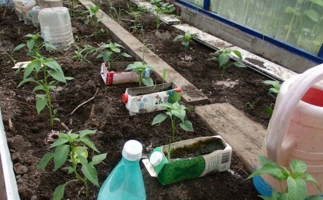 Как да поливаме чушки в оранжерия, така че да растат добре и да дават плодове