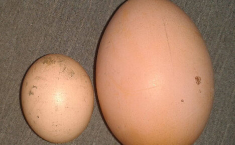 7 dôvodov, prečo kurčatá kladú malé vajcia a ako vyriešiť problém