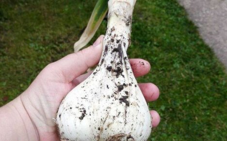 Garlic-flavored onions - Rocambol: benefits and harms
