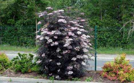 Черен бъз Черен дантела: силно декоративен и устойчив на замръзване сорт за вашата градина