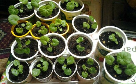 Pelargonium palántanevelése