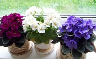 Segreti della crescita e della fioritura delle violette