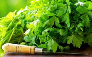 Las propiedades curativas del cilantro: un tesoro de la medicina tradicional