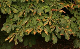Болести и вредители от кестен - какво има и как да помогнете на дървото