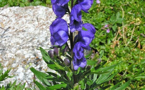 How and where does the eerie plant from the legends grow wolf aconite